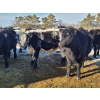 Image 2 : Loch Lomond Livestock Ltd. - 725# March Delivery Steers - 45 Head (Eyebrow, SK)
