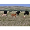 Image 10 : CK Cattle Co. (Scott & Laura Culligan) - 490# October Delivery Steer Calves - 120 Head (Eyre, SK)