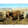 Image 8 : Douglass Agro - 725# March Delivery Weaned Heifers - 250 Head (Gem, AB)