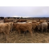 Image 3 : Silver Springs Ranch - 570# October Delivery Steer Calves - 95 Head (Kamloops, BC)
