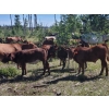 Image 2 : Brian Foley/Louise De Marni/Meadow Creek - 500# October Delivery Heifer Calves - 85 Head (Kamloops)
