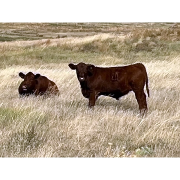 L & J Murray Ranches - 580# October Delivery Steer Calves - 200 Head (Picture Butte, AB)