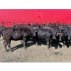 Image 2 : Turtleview Livestock - 870# September Delivery Grass Heifers - 68 Head (Goodlands, MB) VBP+