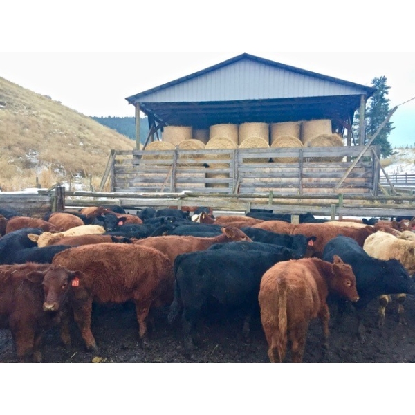 Harpur Ranch - 600# November Delivery Steer Calves - 75 Head (Rock Creek, BC)