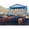 Image 1 : Harpur Ranch - 600# November Delivery Steer Calves - 75 Head (Rock Creek, BC)
