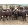 Image 3 : Clemitson Ranch - 700# November Delivery Steer Calves - 87 Head (Westwold, BC)
