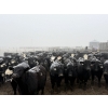 Image 4 : Shark Farms - 750# March Delivery Steers - 170 Head (Nanton, AB)
