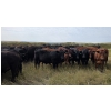 Image 10 : McDougald Ranch Ltd. - 890# September Delivery Grass Steers - 165 Head (Maple Creek, SK)