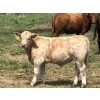 Image 2 : MacMillan Farming Co. - 575# July Delivery Steer Calves - 210 Head (Cayley, AB) VBP+