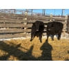 Image 2 : Crooked Creek Ranch - 2 Second Calvers (Pen 414)