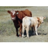 Image 4 : Jean Lamson - 620# October Steer Calves - 100 Head (Hanna, AB)