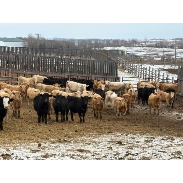 Reilly Lake Ranching - 900# May Delivery Steers - 100 Head (Lloydminster, AB)