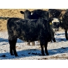 Image 5 : East Hilltop Holdings - 700# January Weaned Heifers - 80 Head (Carstairs, AB)