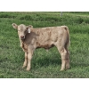 Image 5 : J&E Farms Ltd. - 650# November Delivery Steer Calves - 90 Head (Tilley, AB)