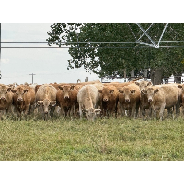 Dennis Bjelland - 1050# October Delivery Grass Heifers - 145 Head (Patricia, AB)