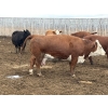 Image 6 : Cunningham Cattle Co. - 1700# June Delivery Fed Cows - 36 Head (Sundre, AB)