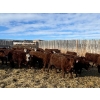 Image 4 : P-2 Ranch - 975# April Delivery Steers - 100 Head (Bow Island, AB)