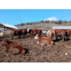 Image 6 : C.H. Priest Contracting Ltd. - 1350# Cows - 45 Head (Ootsa Lake, BC)