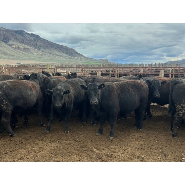 Stump Lake Ranch - 935# April Delivery Heifers - 67 Head (Cache Creek, BC)