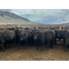 Image 1 : Stump Lake Ranch - 935# April Delivery Heifers - 67 Head (Cache Creek, BC)
