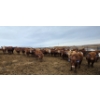 Image 8 : Cattlewood Farms Ltd. - 800# March Delivery Heifers - 215 Head (Stirling, AB)