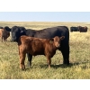 Image 4 : Brad & Sandy Lockhart - 550# October Delivery Steer Calves - 110 Head (Big Stone, AB)