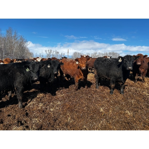 Chris Bartel - 1025# May Delivery Steers - 60 Head (Fort Vermilion, AB)