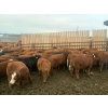 Image 8 : Greg & Cole Johnson - 710# November Delivery Steer Calves - 84 Head (Vogar, MB)