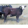 Image 6 : L & J Ranch - 840# Sept/Oct Delivery Grass Heifers - 80 Head (Harptree, SK)