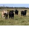Image 2 : McIntosh Ranch - 1025# September Delivery Grass Steers - 58 Head (Eriksdale, MB)