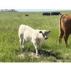 Image 6 : Harley Hutton - 590# October Delivery Steer Calves - 80 Head (Hanna, AB)