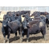Image 3 : Leon Torkelson - 710# April Delivery Heifers - 90 Head (Millicent, AB)