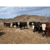 Image 3 : Westland Cattle Ltd. - 860# June Delivery Steers - 29 Head (Leduc, AB)
