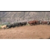 Image 4 : Ed Roberson - 970# July Delivery Heifers - 32 Head (Merritt, BC)