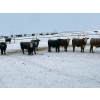 Image 8 : Larry Jones - 625# December Weaned Steers - 160 Head (Balzac, AB)