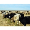Image 8 : Copperfield Farming - 710# January Weaned Steers - 80 Head (Vauxhall, AB)