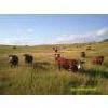 Image 6 : DJC Ranch - 1050# September Delivery Grass Steers - 58 Head (Rabbit Lake, SK)