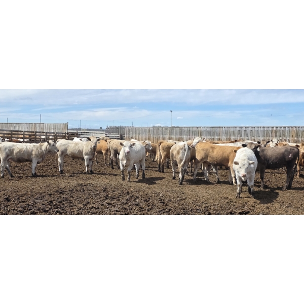 Ripple Rock Ranch - 715# June Delivery Heifers - 99 Head (Fincastle, AB)
