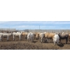 Image 1 : Ripple Rock Ranch - 715# June Delivery Heifers - 99 Head (Fincastle, AB)