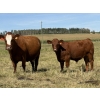 Image 5 : Sande Cattle Company - 740# October Delivery Steer Calves - 85 Head (Sundre, AB)