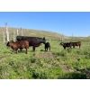 Image 6 : Rodney & Lee Perrin - 550# October Delivery Steer Calves - 75 Head (Maple Creek, SK)
