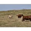 Image 6 : Logan Brothers (Rod, Barry & Bruce) - 675# October Delivery Heifer Calves - 80 Head (Oyen, AB)