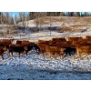 Image 4 : CL Ranches Ltd. - 500# December Weaned Heifers - 110 Head (Cochrane, AB) VBP+