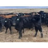 Image 5 : JT Cholin Farms - 925# September Delivery Grass Steers - 65 Head (Biggar, SK)