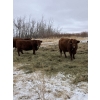 Image 3 : Westwick Ranching - 7 Red 3rd Calvers (Pen 509)