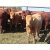 Image 11 : Taylor Enterprises Inc. - 875# October Delivery Grass Heifers - 100 Head (Wawota, SK)