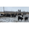 Image 5 : Franz Land & Cattle - 760# March Delivery Heifers - 41 Head (Medicine Hat, AB)