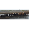 Image 4 : South Island Farms - 865# August Delivery Heifers - 120 Head (Bow Island, AB)