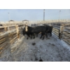 Image 5 : High Prairie Ltd. (Leonard Parke) - 11 Black Heifers (Pen 533 - 535)