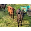 Image 10 : Hockridge Farms Ltd. - 675# December Delivery Steer Calves - 180 Head (Dauphin, MB) VBP+